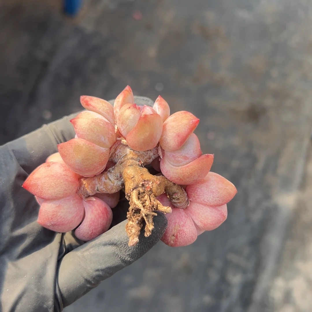 五头星影小树0000000000