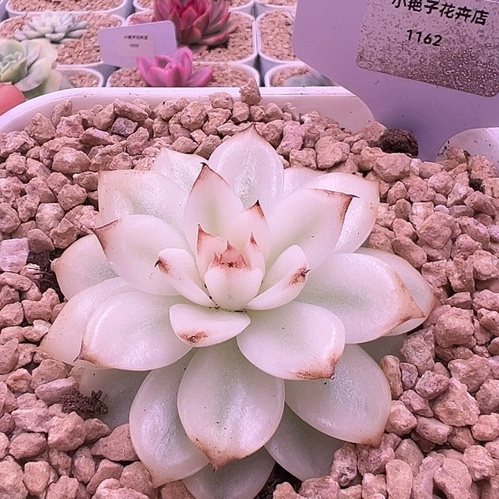 1162号黑水晶宽锦多肉