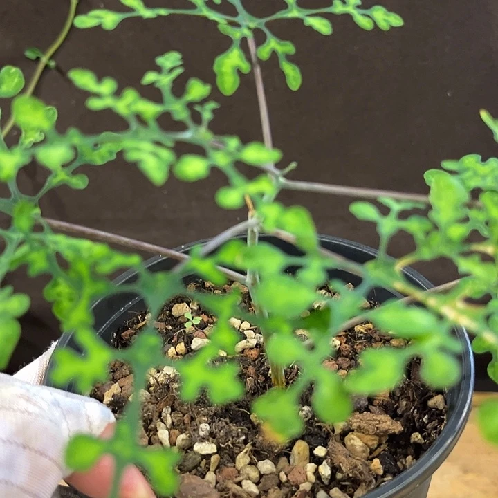 汤圆植物绿宝石哈