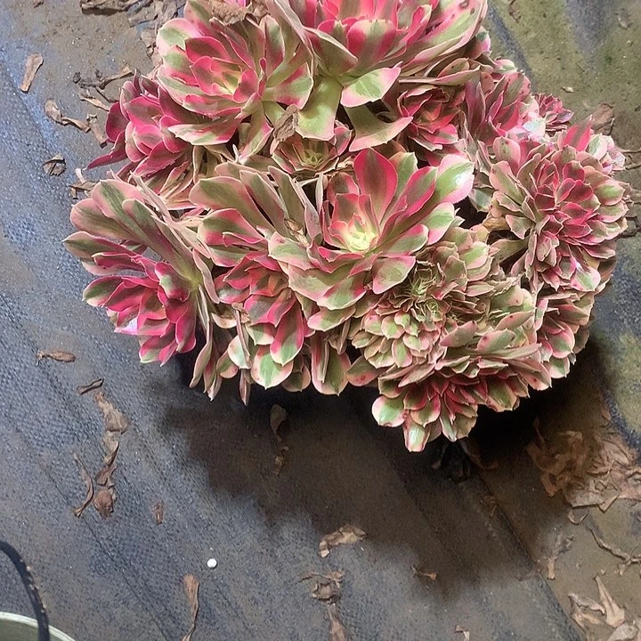 多肉多肉多肉粉女巫缀165