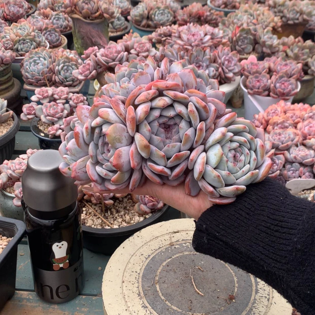 【闪购商品】然*?然宝 哈哈哈哈哈哈哈