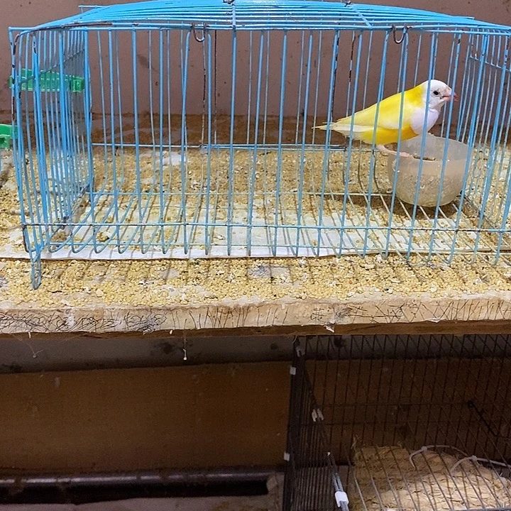 文鸟锋*金背公一只，包活到家