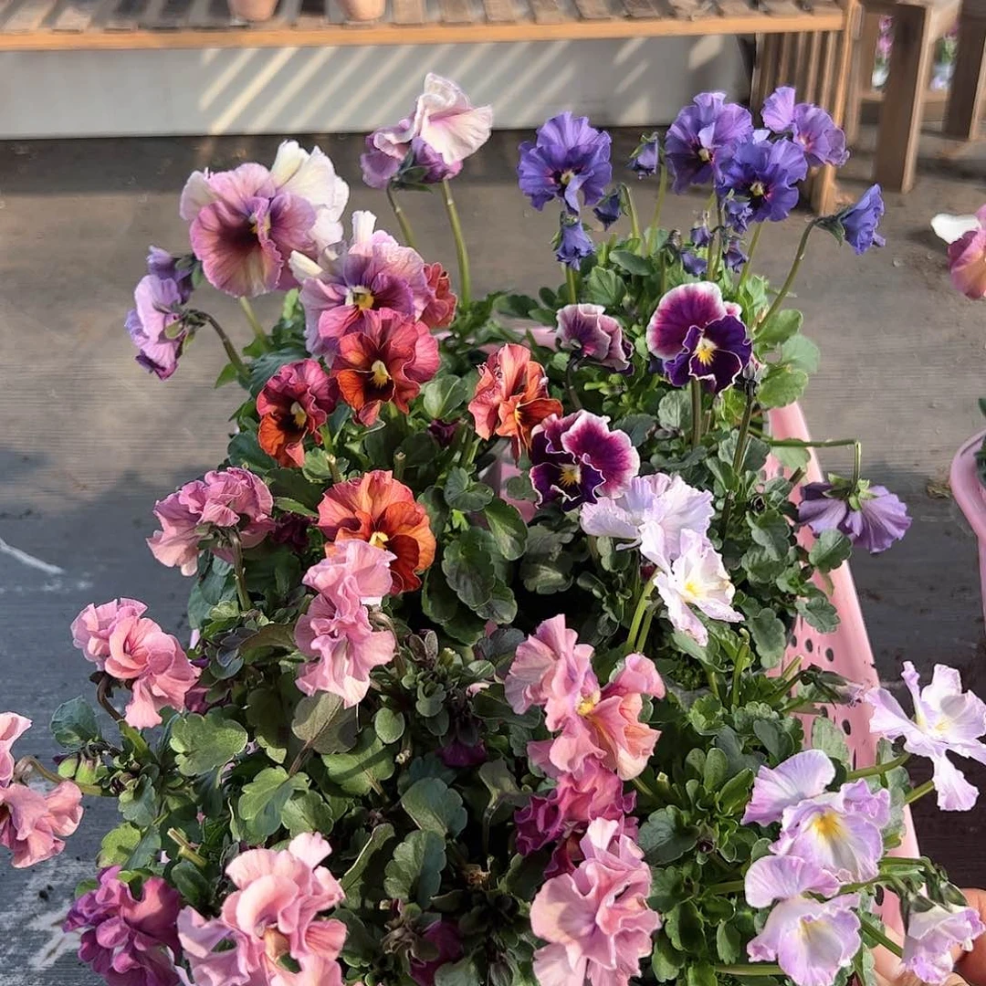 【闪购商品】199号