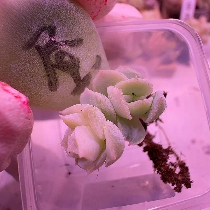 8号白昼叶插双头一物一拍