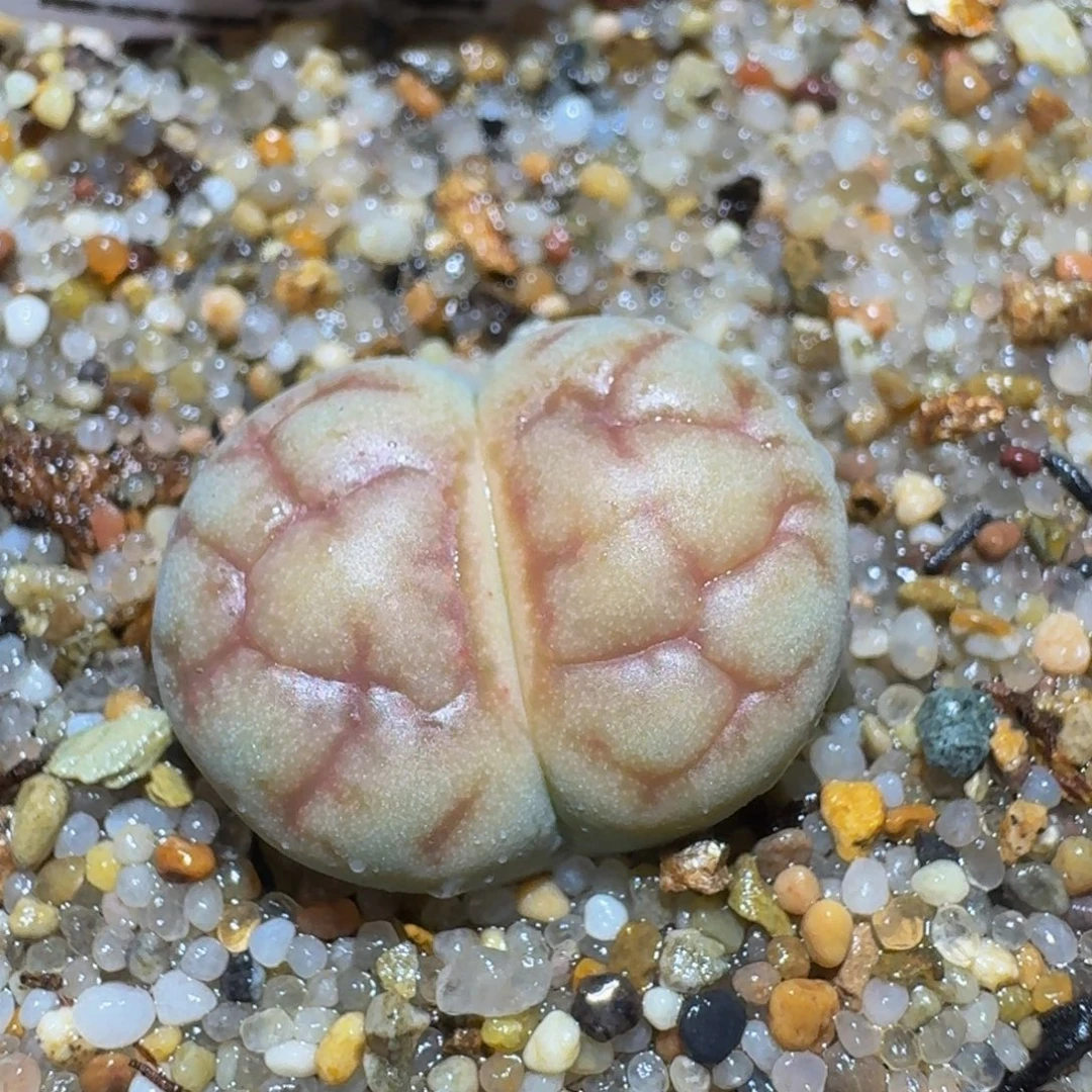 Ssss精品生石花102女娲石