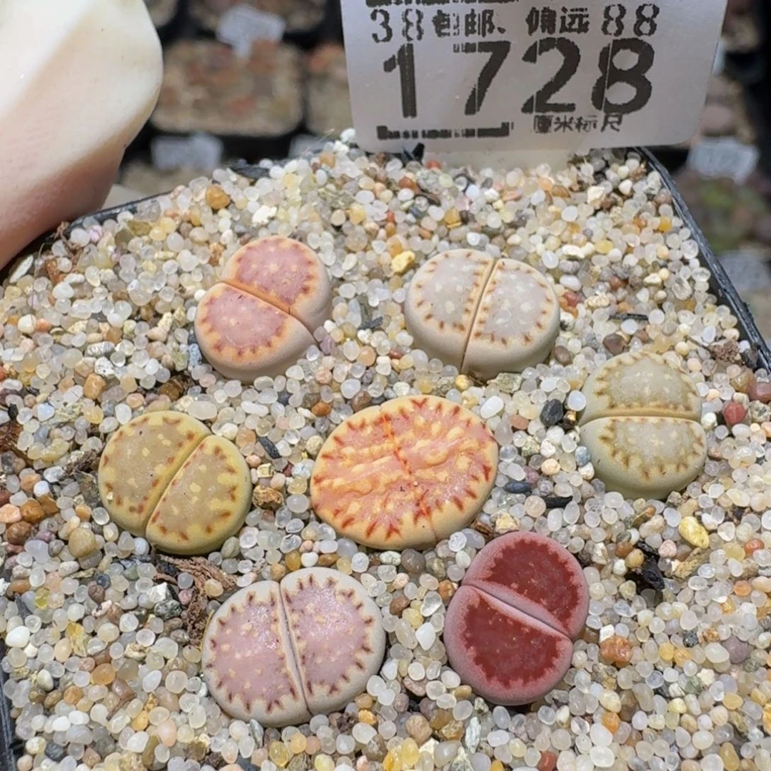 zzzz生石花肉锥1728