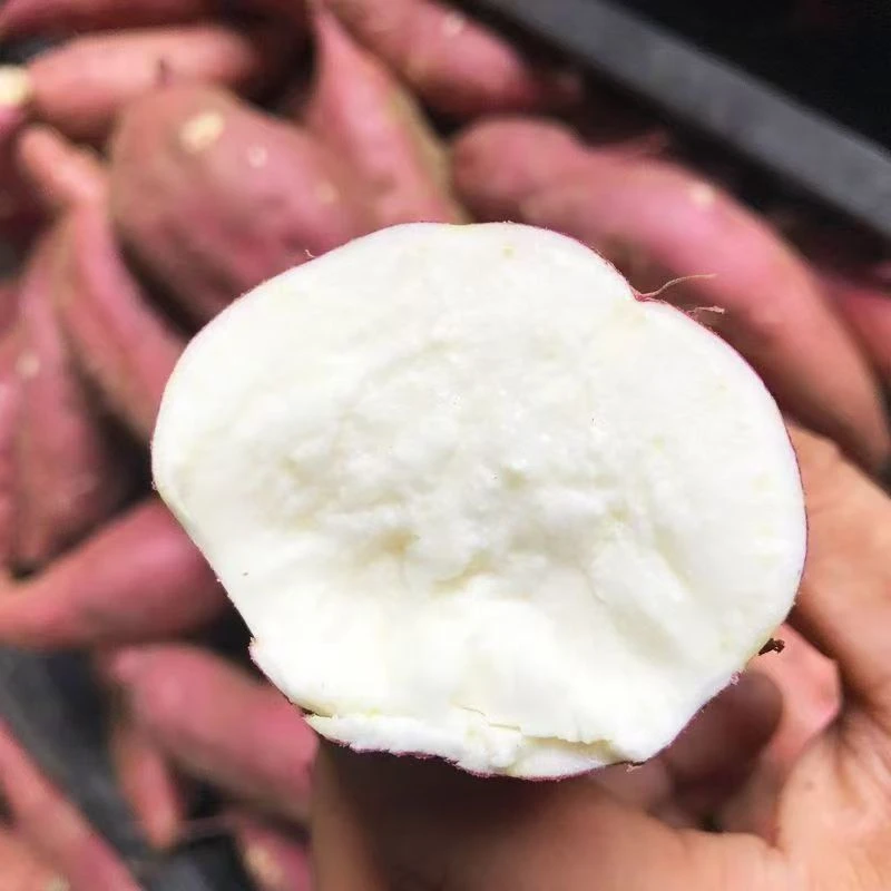 四川自家老品种白心粉薯