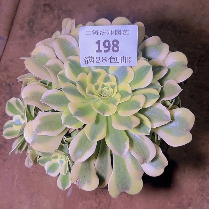 198绿豆沙多肉植物