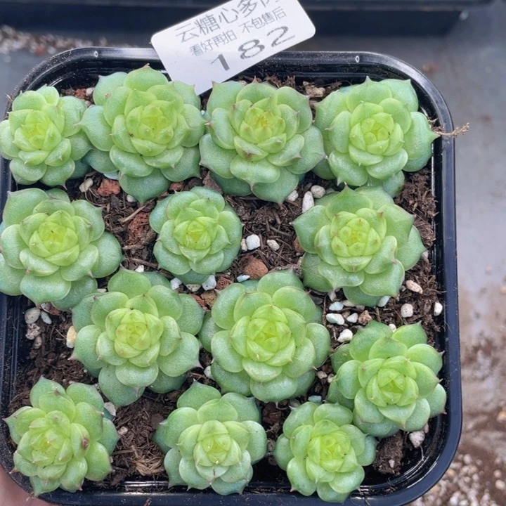 云糖心多肉植物182