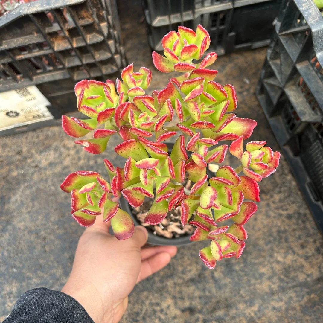 西瓜宝珠6盆（满15包邮）小叔多肉