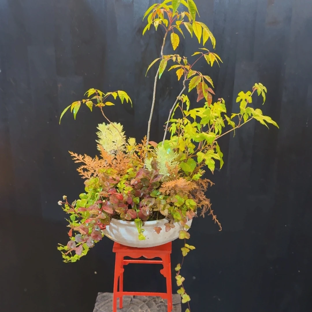 ****d无花朵山野草日本盆器