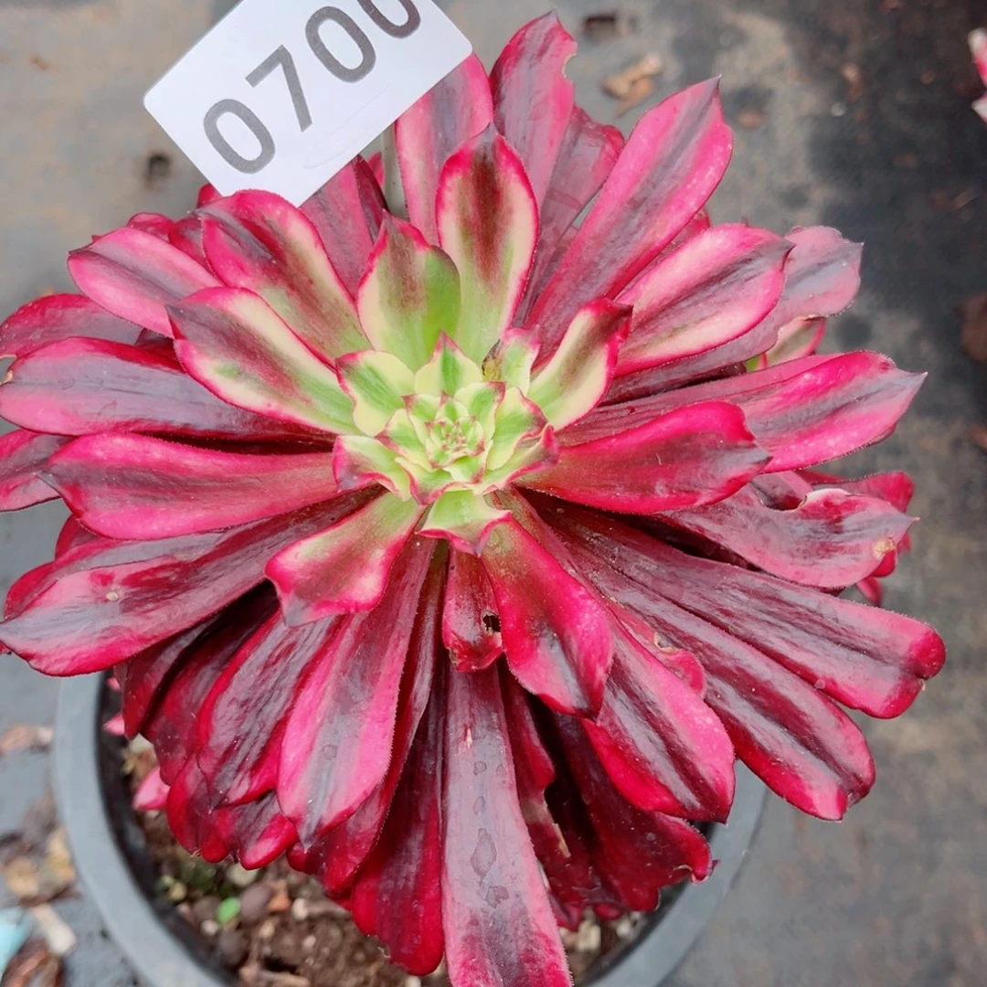 独家新品火焰精灵带仔量拍
