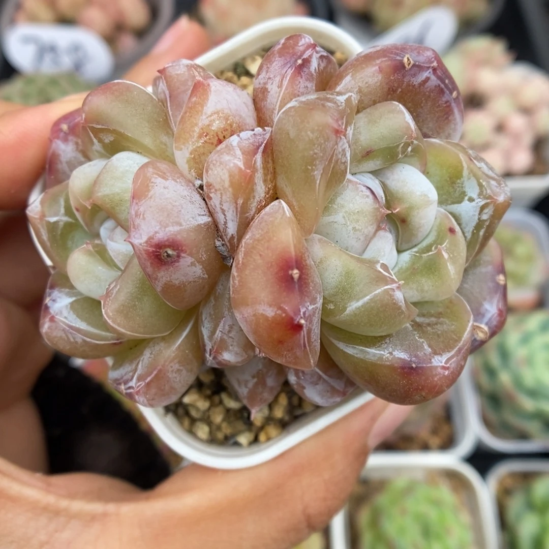 钻心珍妮可拍755号。
