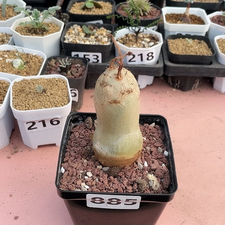 885安哥拉葡萄翁块根