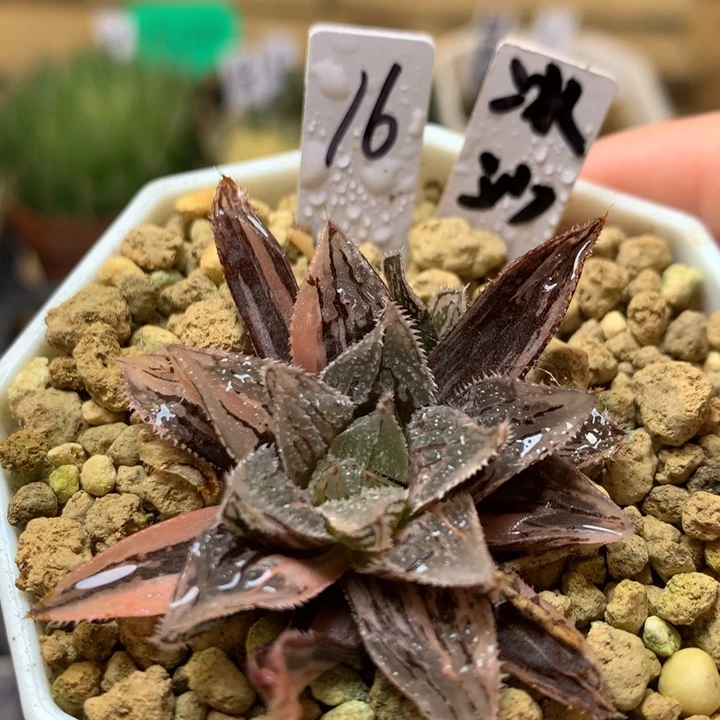 16号冰沙糖一物一拍带盆