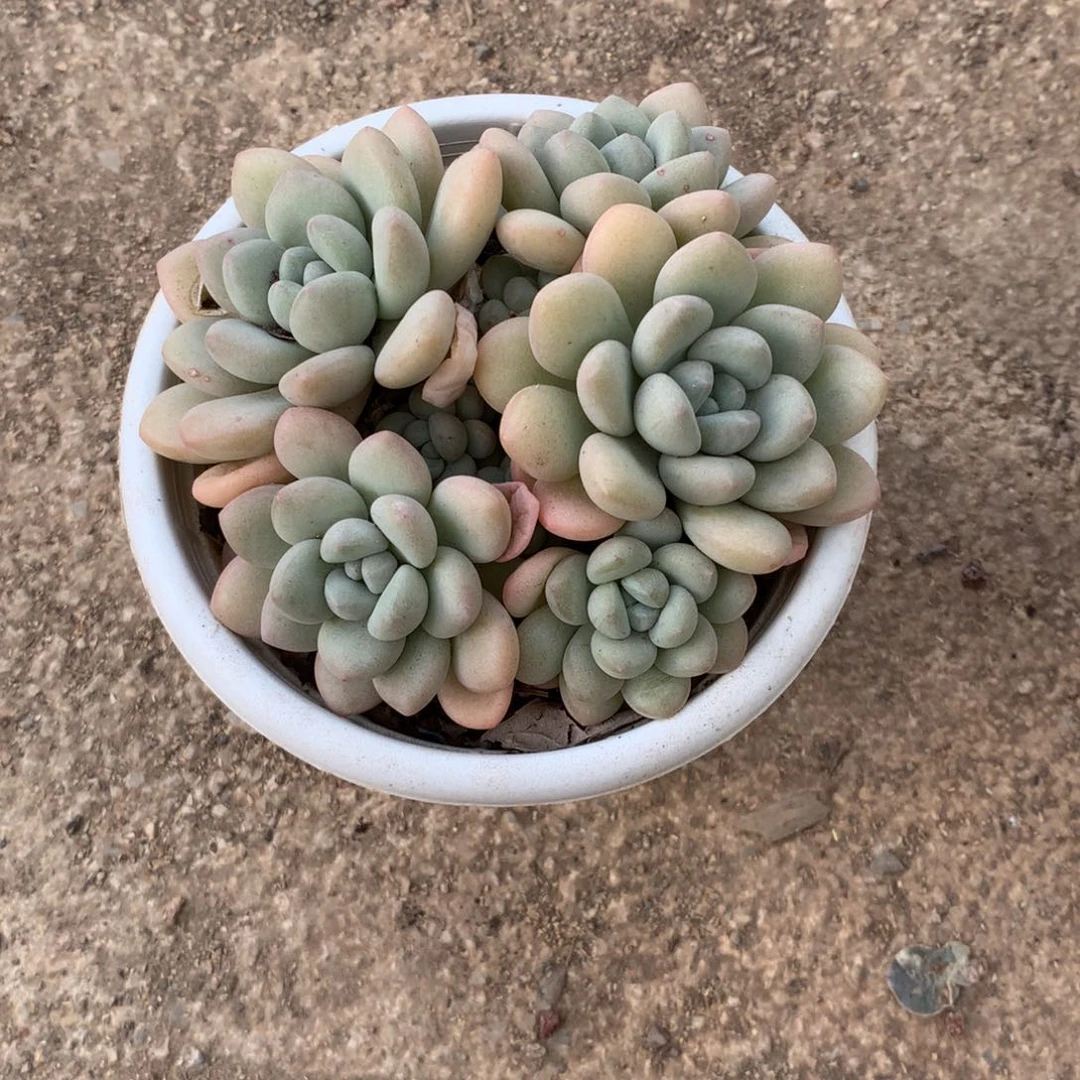 泡泡糖群多肉植物