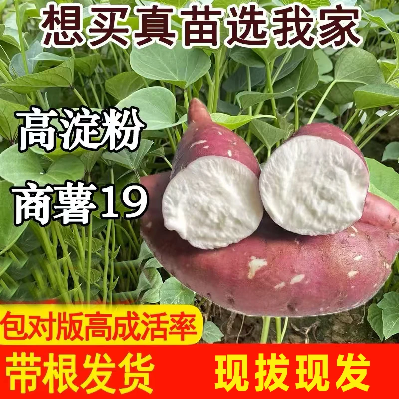 【商署19】高产白心板栗红薯秧苗老品种商署19地瓜苗秧番薯种植