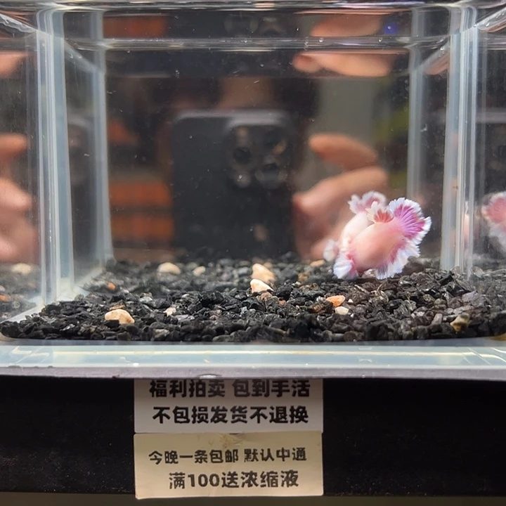 斗鱼竞拍跑单拉黑16日母鱼