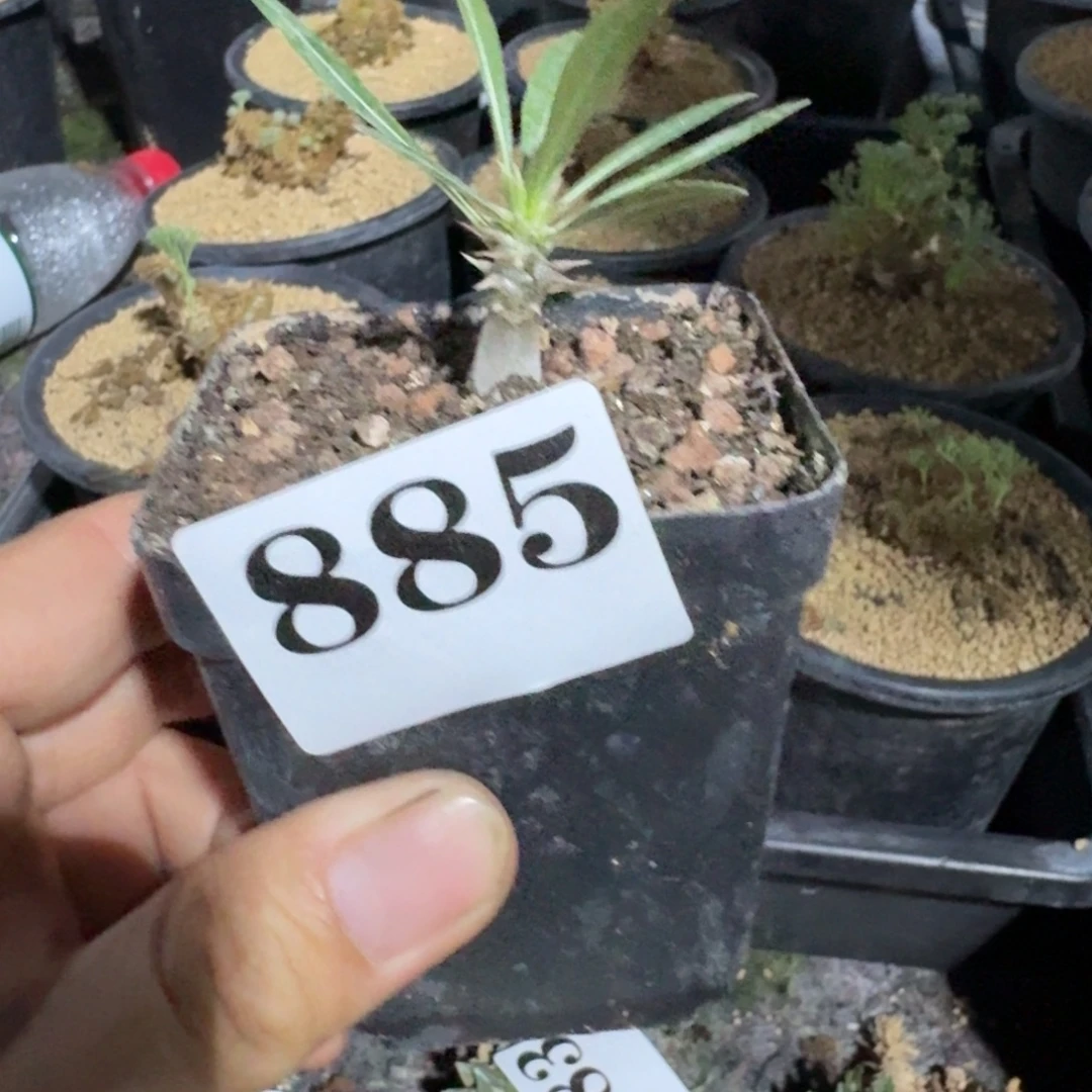 象芽宫实生多肉植物