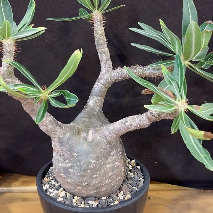潮流植物象牙宫原价2500