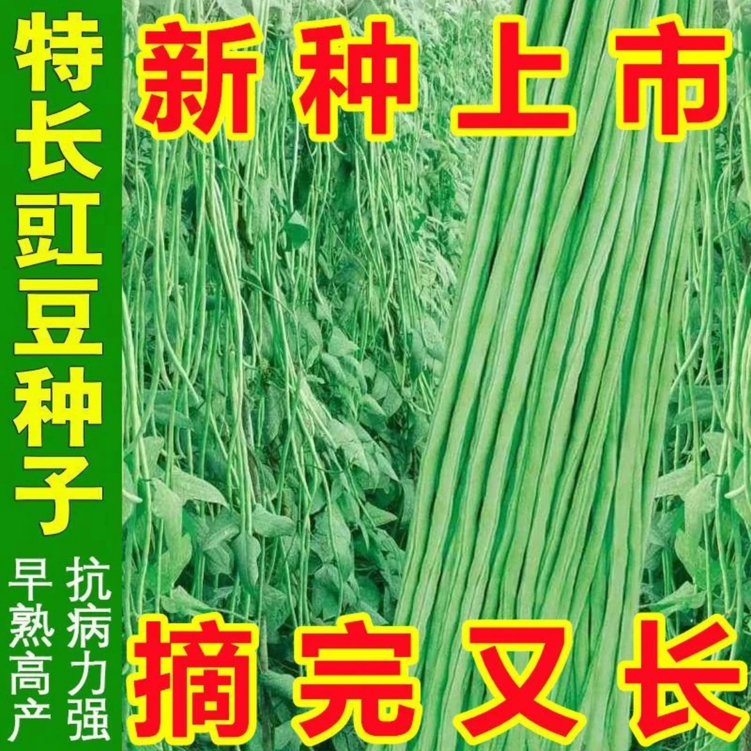 【摘不败特长豇豆种子】豆角种子不搭架豇豆种子菜园盆栽蔬菜