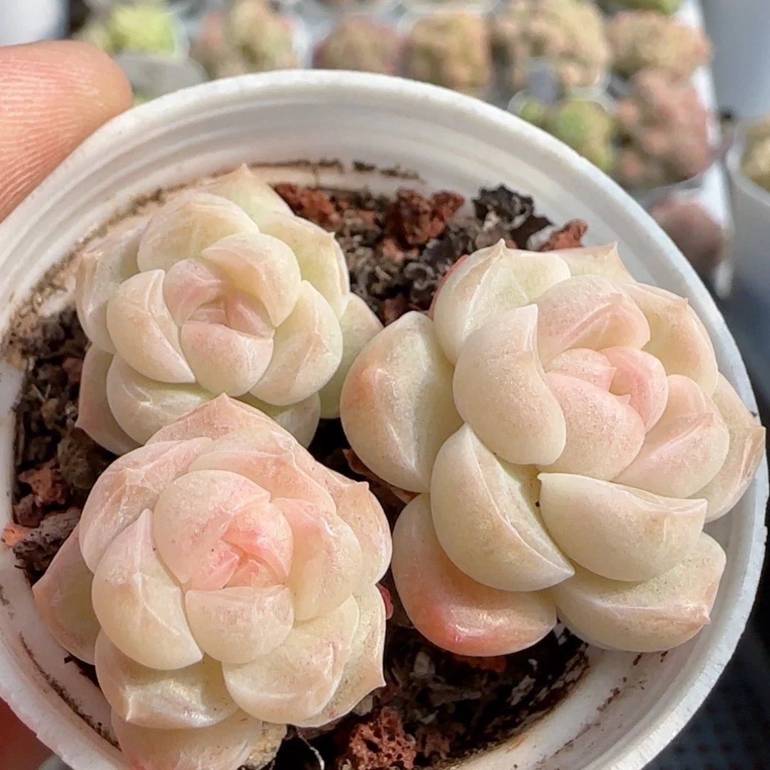 【闪购商品】0117-75糖心