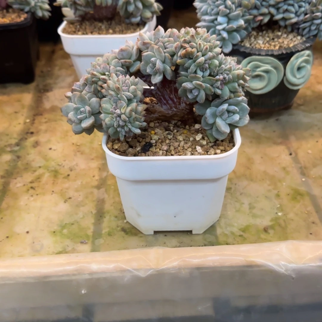 肉*嘟多肉植物一物一拍