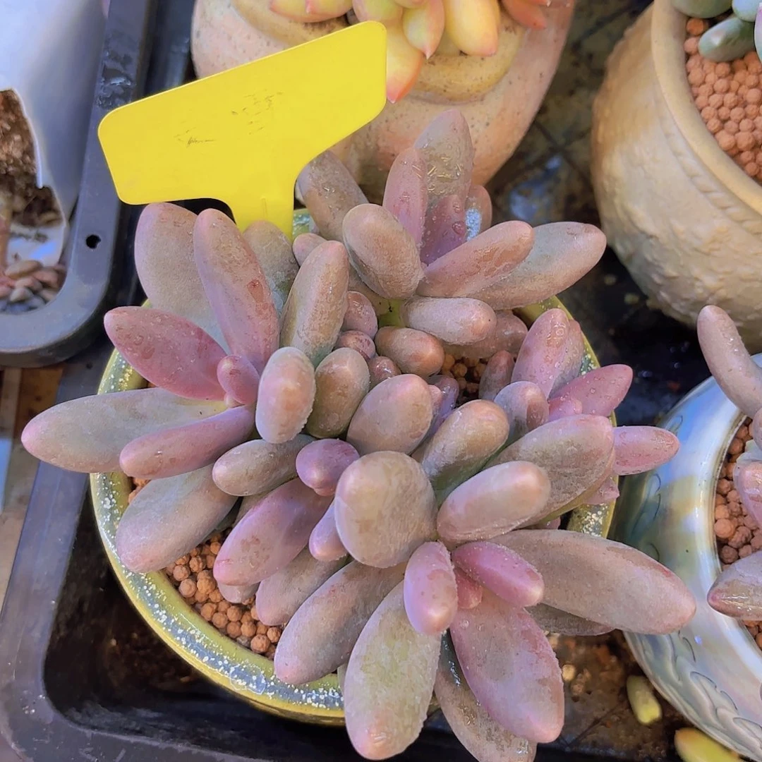 快***丫云南金致家精品多肉