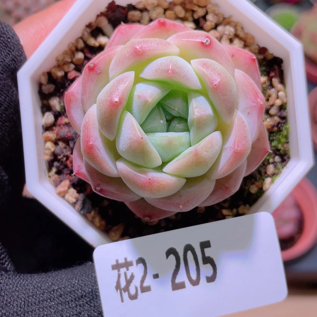 花利美2-205明月心