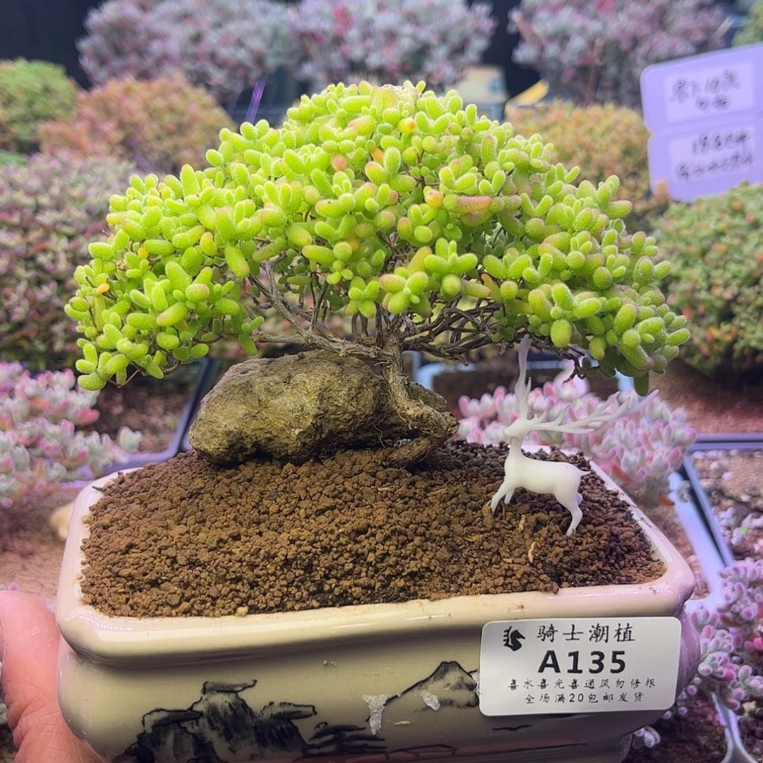 135蜜橘糖球提根造型桩