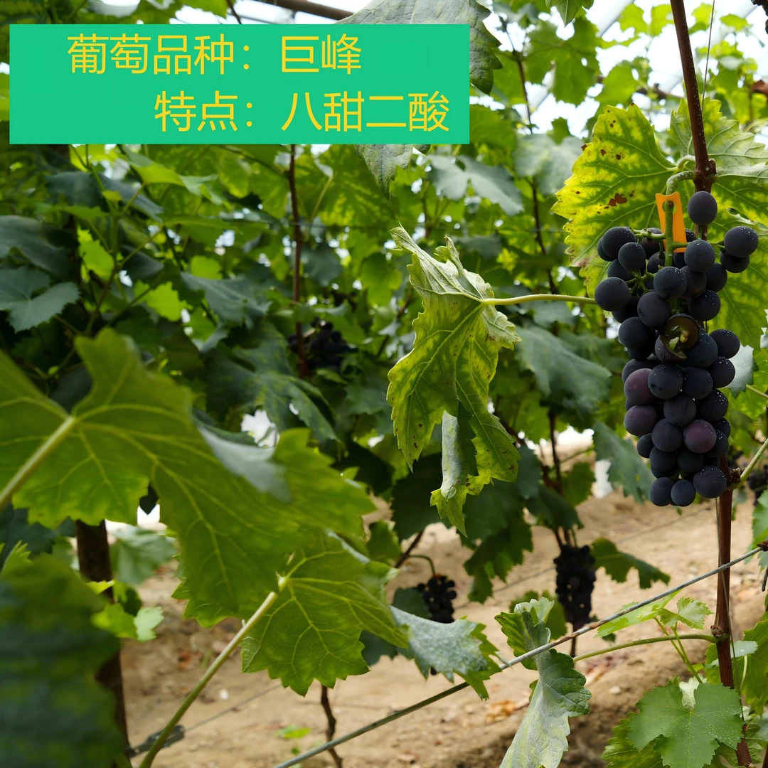 水果久财水果盲盒  葡萄