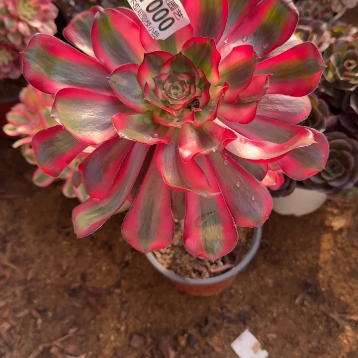 000五毒白官服 15左右2