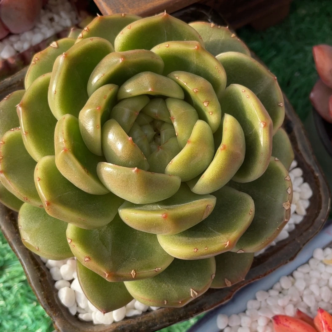 多肉植物盆栽多肉植物盆