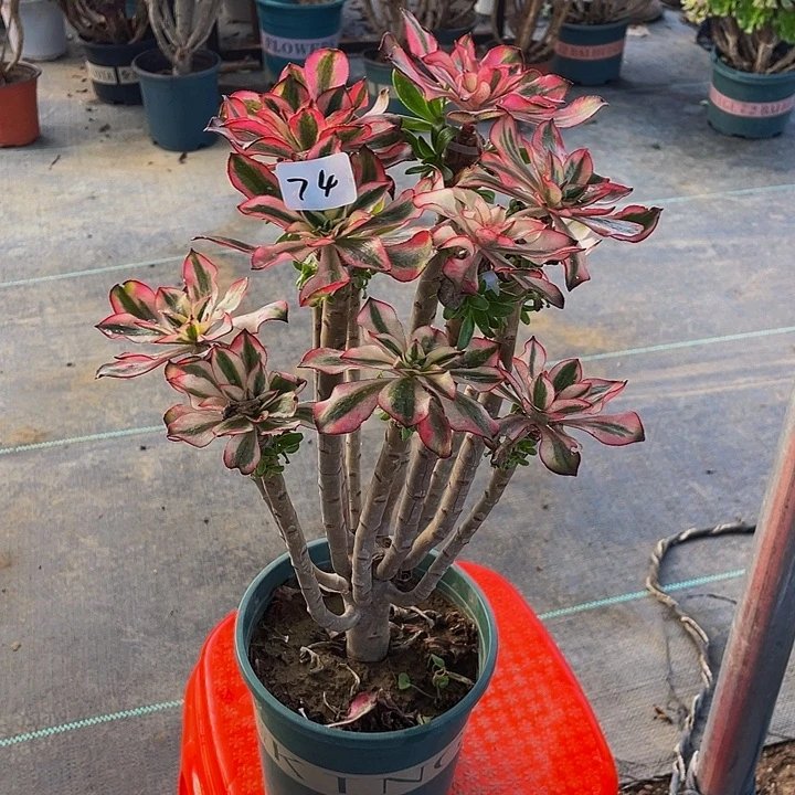 泉***咚架接0000000000074号