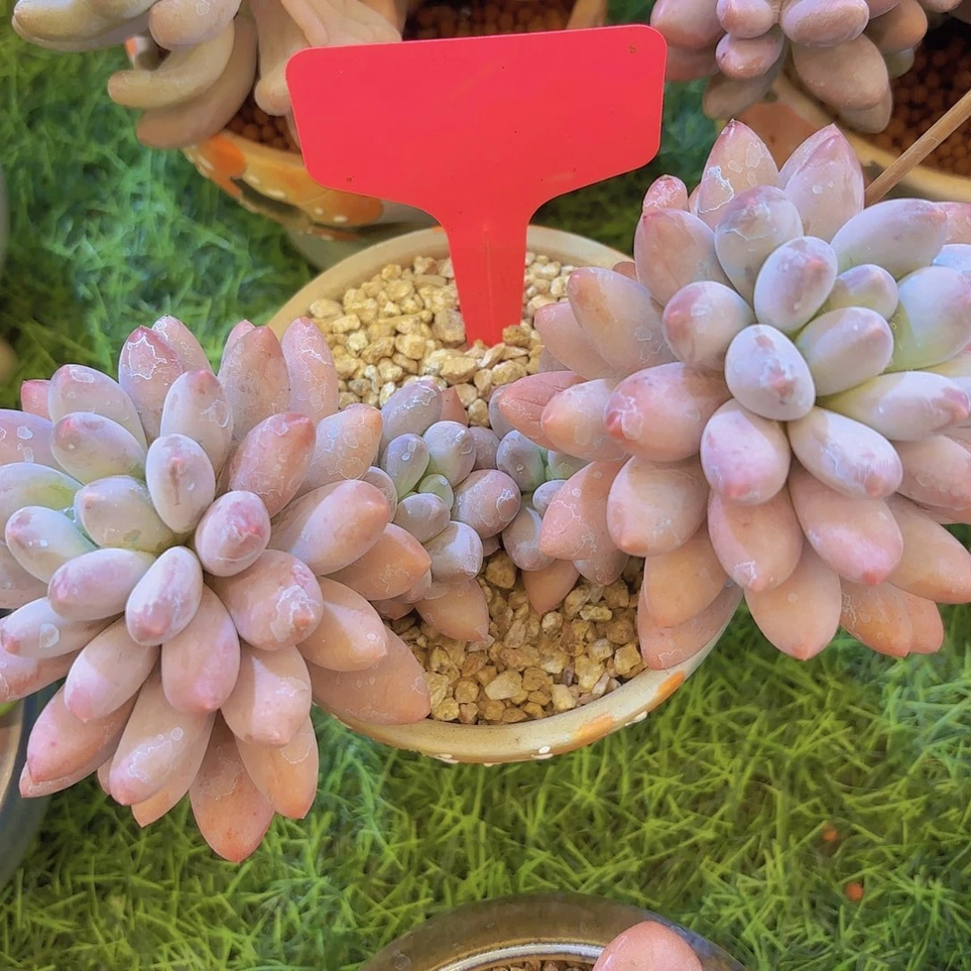 ****年我的小可爱们都好可爱