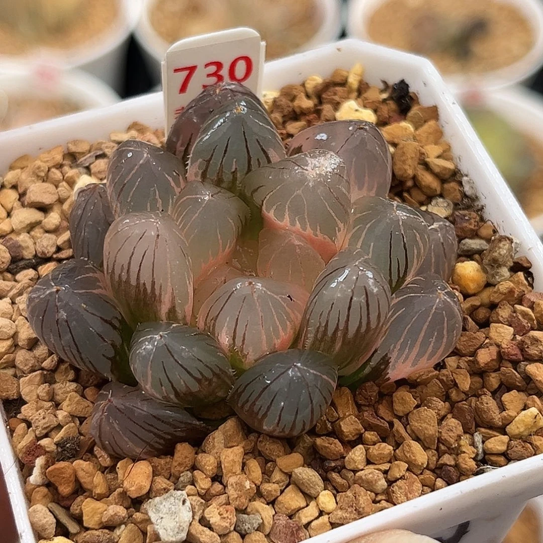 730糊斑龙爪玉露锦福利