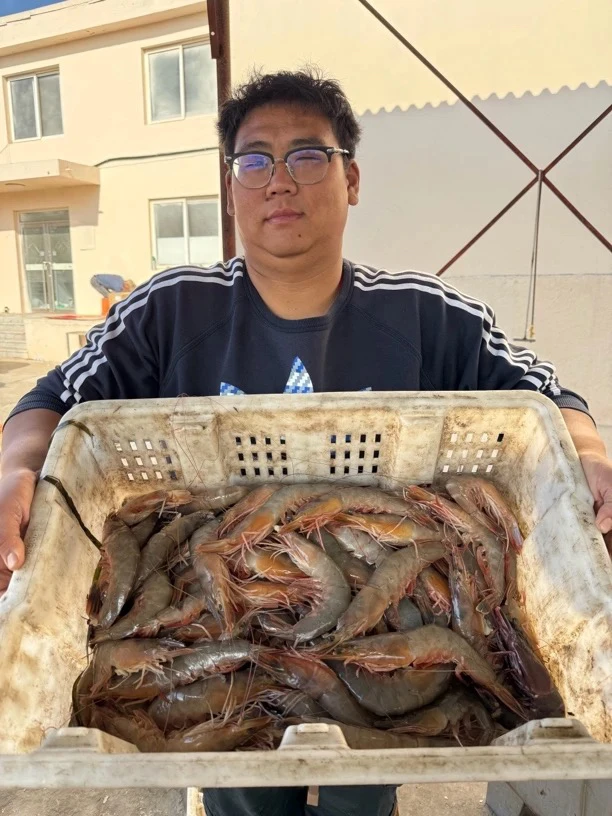 冻品大连野生对虾虾母大海虾易掉头黑边介意勿拍