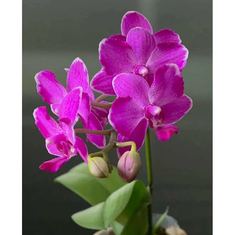 带香味【红水晶】蝴蝶兰 2.8寸杯带花剑