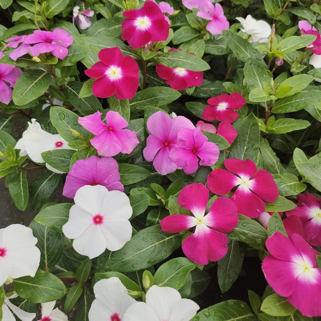 天天开   四季开花