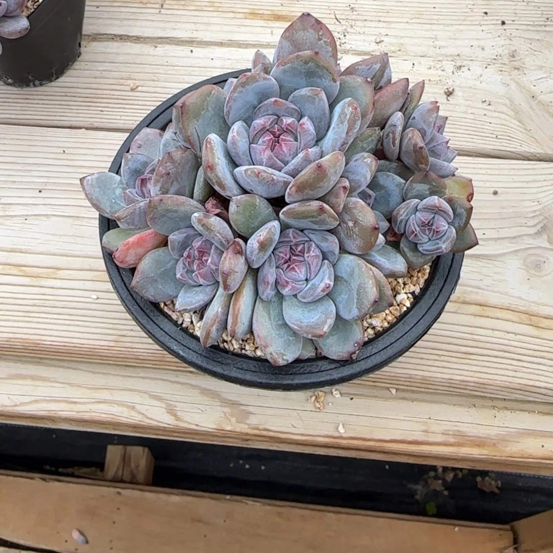 M****Mei突尼斯发货多肉