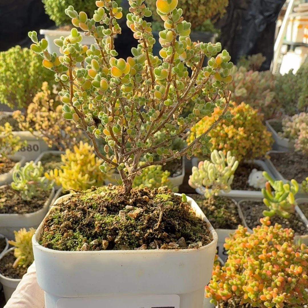 A047莱斯枝干一物一拍