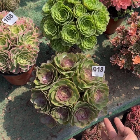 幸***0161翡翠琉璃，018糖心万圣节