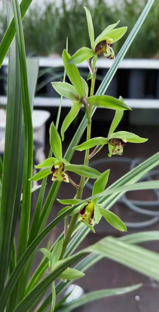 精品绿兰-一物一拍九寨沟