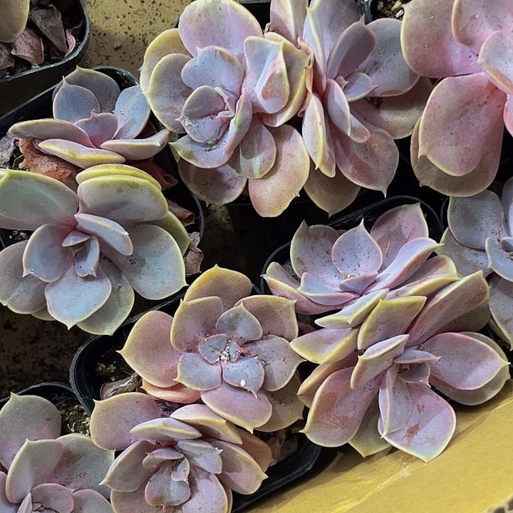 双头紫珍珠带盆土发