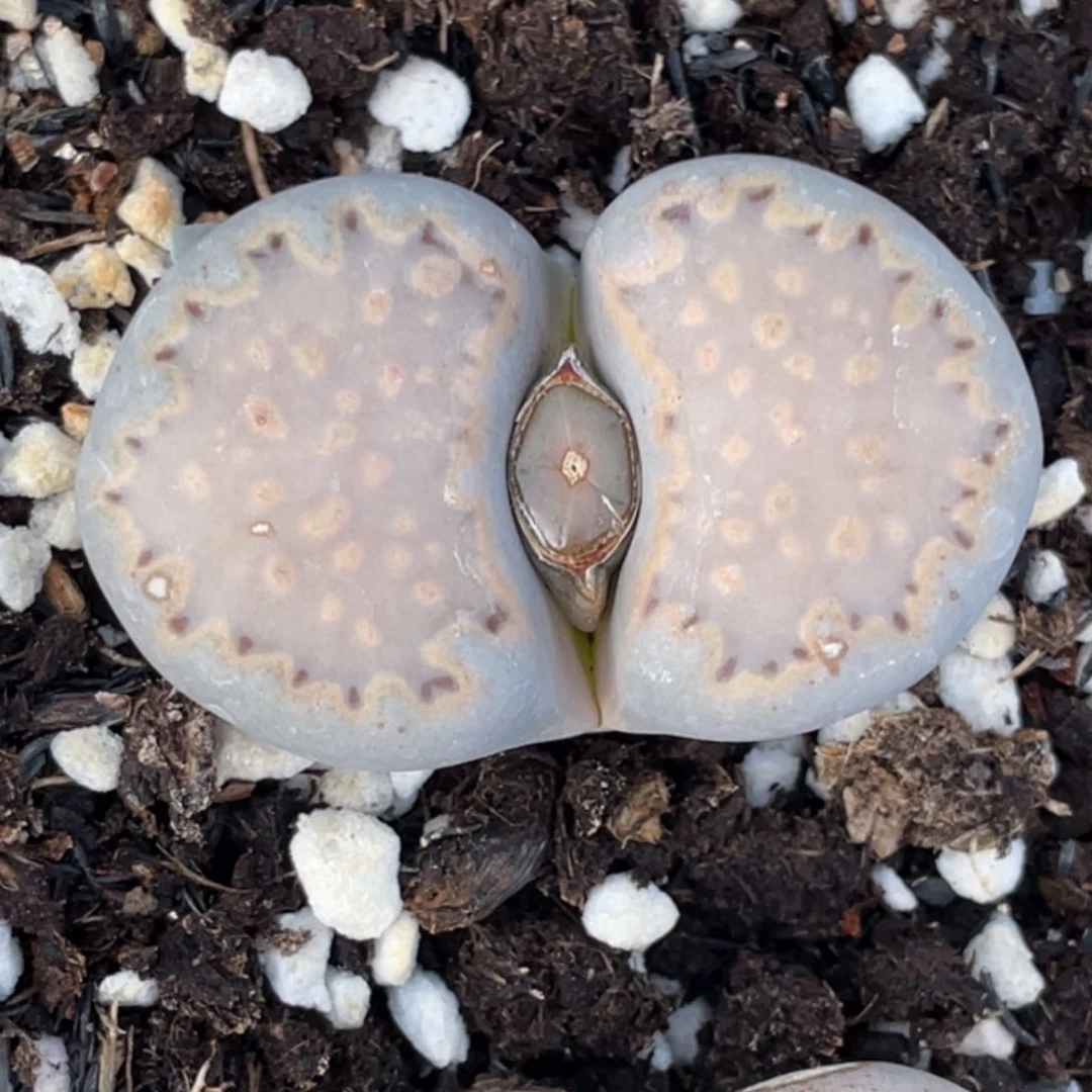 非偏远满20包邮531