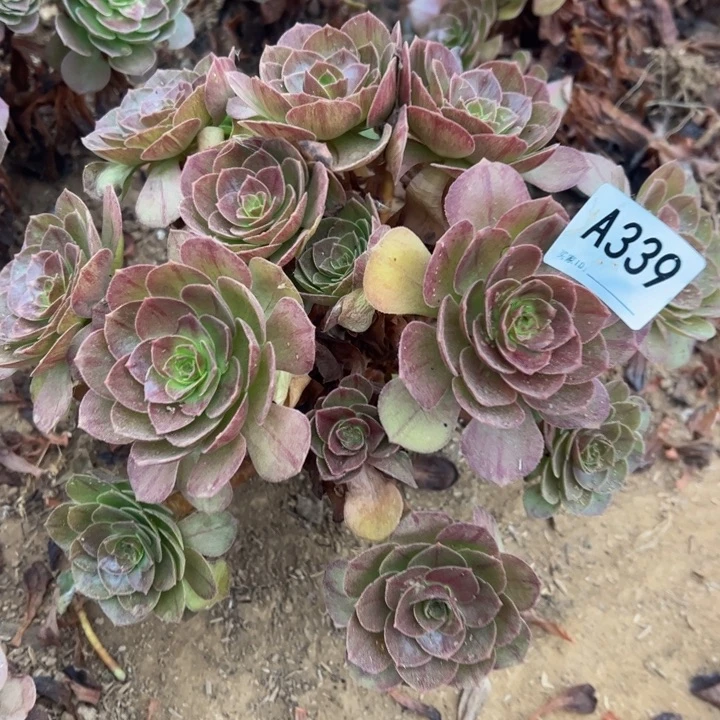 赤炎链多肉植物339.