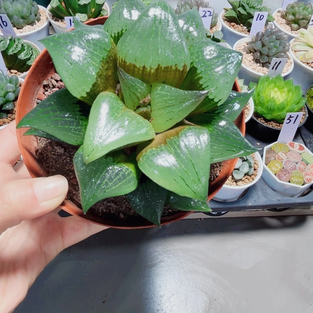 母本阿寒湖多肉植物