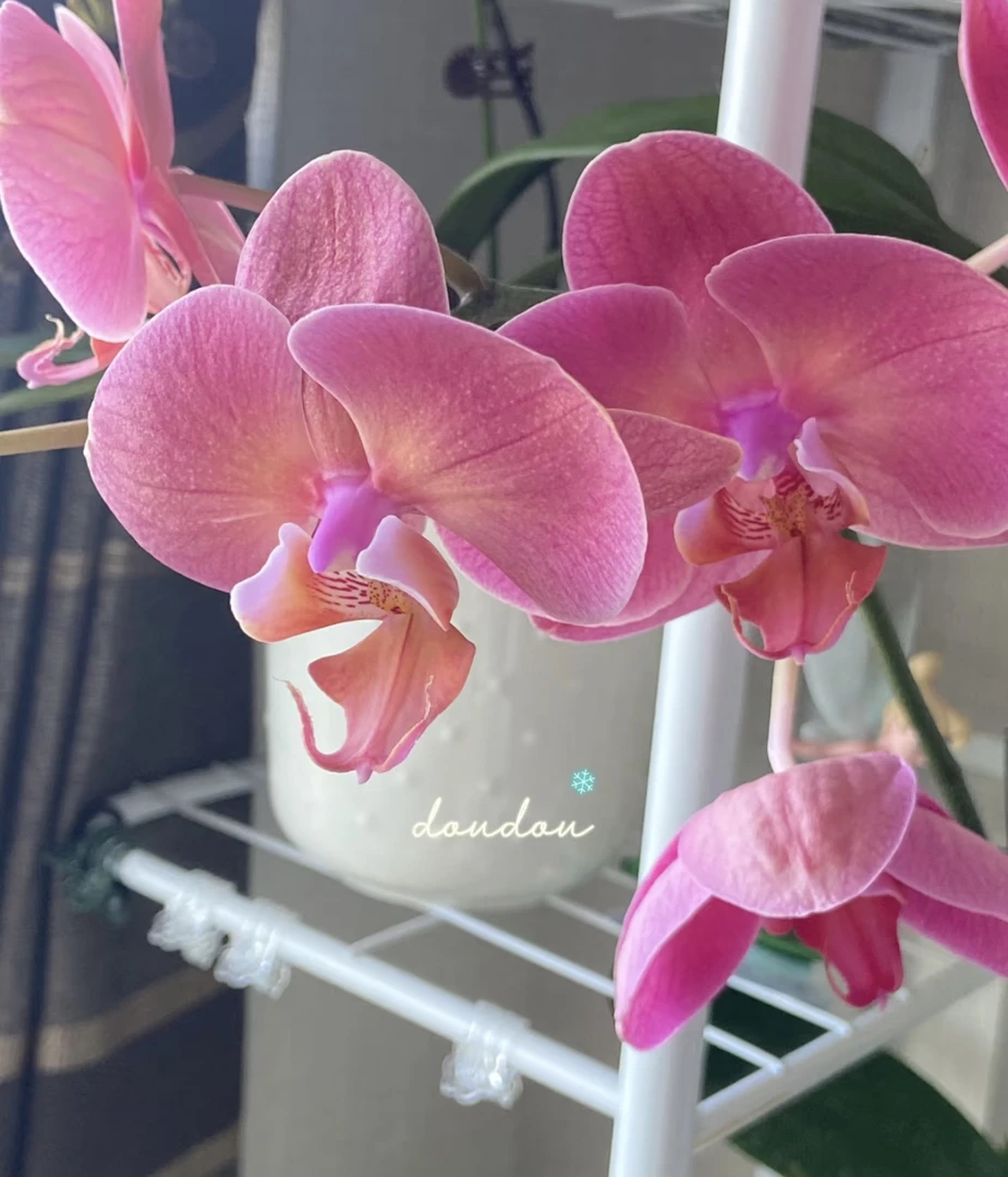 【花间集】和鸣金砖蝴蝶兰3.5寸杯成熟大苗高颜值花期长