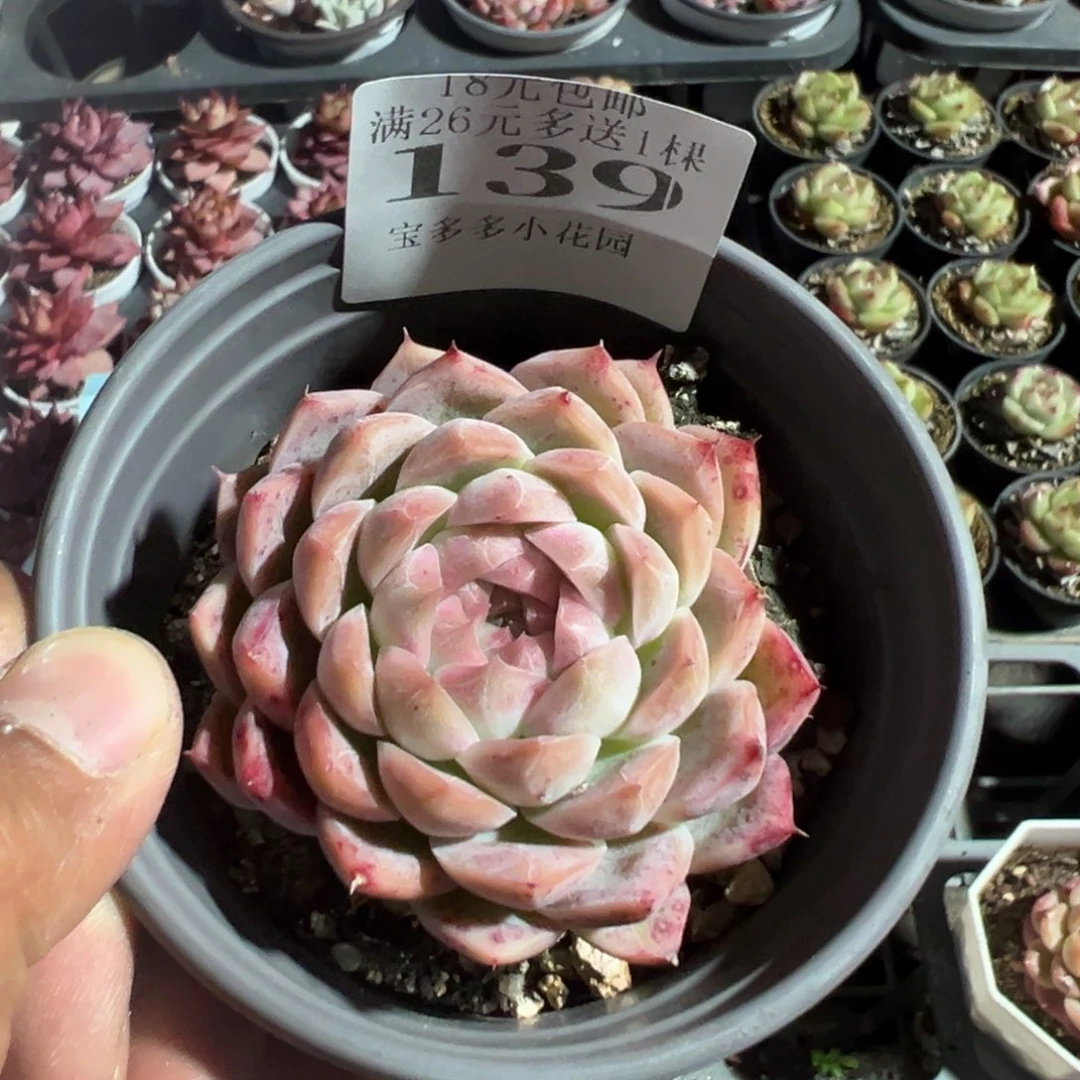 139号大包子麦秆一物一拍满18包邮