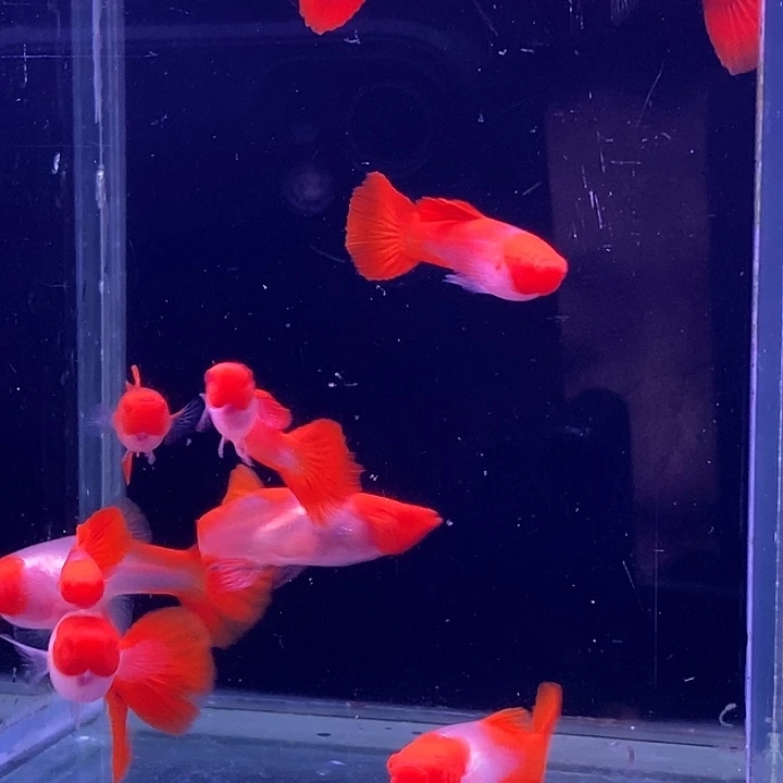 孔雀鱼红头玻璃10条包邮